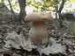 Nyári vargánya (Boletus reticulatus), Budai-hegység